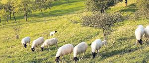 Besondere Schafe, hügelige Landschaft, ansehnliche Dörfchen – die Rhön. Jahrzehntelang Zonenrandgebiet, für eine Entdeckung wird’s Zeit. 