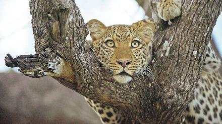 Beute im Blick. Dieses Leopardenweibchen beobachtet eine Herde Pukus (Antilopenart). Noch verbirgt sich die Großkatze ihrem Instinkt folgend nahezu Ton in Ton in einem Akazienbaum.
