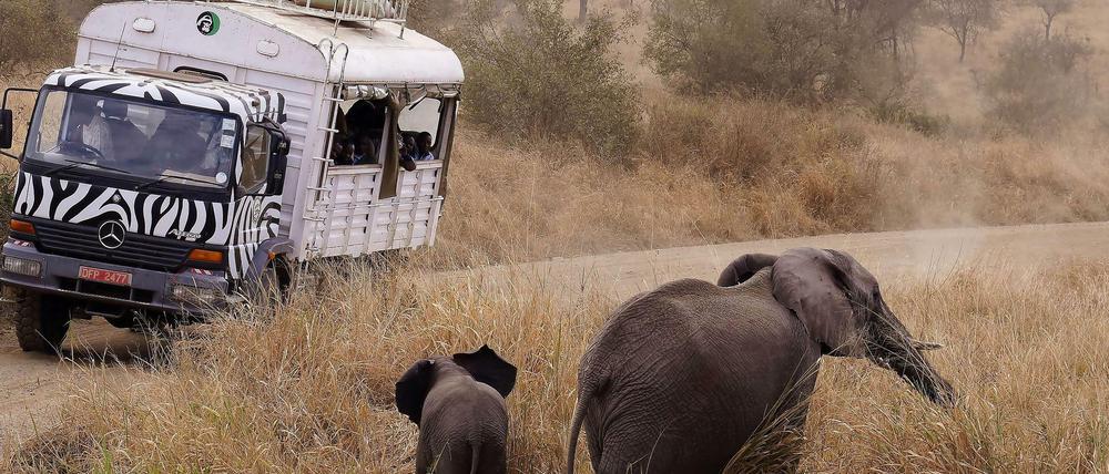Im Auto ist's sicher. So kommen Safariteilnehmer den Wildtieren sehr, sehr nahe.