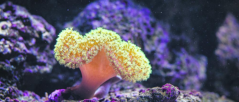 Klingende Korallen? Die TU verrät in einem ihrer Labore, was es damit auf sich hat.