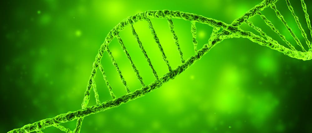 Mit modernen molekularbiologischen Werkzeugen lässt sich das Erbgutmolekül DNA so modifizieren, wie es auch bei herkömmlicher Züchtung geschehen könnte.