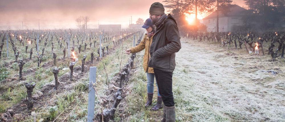 Bei den Weinreben reichen im frühen Entwicklungsstadium bereits leichte Fröste aus, um erhebliche Schäden zu verursachen. Hier ein Bild vom Spätfrost in Frankreich am 12. April 2021.