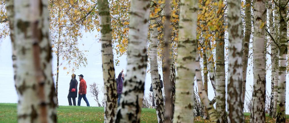 Spaziergänger sind am 13.11.2014 im Garten der Liebermann-Villa in Berlin Wannsee hinter einem herbstlichen Birkenwald zu sehen. Foto: Stephanie Pilick/dpa ++ +++ dpa-Bildfunk +++