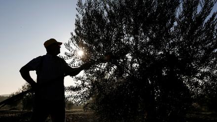 Der Klimawandel forciert Preissteigerungen unter anderem bei Olivenöl.