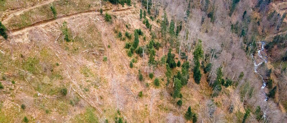 Abgeholzter Wald in den rumänischen Karpaten (Aufnahme mit einer Drohne). Die Umweltschutzorganisation Greenpeace wirft Ikea vor, an der Abholzung von Urwäldern in Rumänien für die Möbelproduktion beteiligt zu sein.