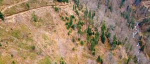 Abgeholzter Wald in den rumänischen Karpaten (Aufnahme mit einer Drohne). Die Umweltschutzorganisation Greenpeace wirft Ikea vor, an der Abholzung von Urwäldern in Rumänien für die Möbelproduktion beteiligt zu sein.