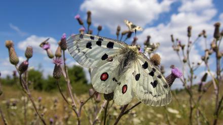 Ein Schmetterling sitzt auf einer Blume auf einer artenreichen Wiese.