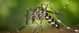ARCHIV - HANDOUT - Eine weibliche Asiatische Tigermücke (Aedes albopicts), aufgenommen im Jahr 2002.  (zu dpa «Gekommen, um zu bleiben? Zehn Jahre Tigermücke in Deutschland» vom 24.08.2017 - ACHTUNG: Nur zur redaktionellen Verwendung bei vollständiger Nennung der Quelle "Foto: James Gathany/Centers for Disease Control and Prevention's") Foto: James Gathany/CDC/Centers for Disease Control and Prevention/dpa +++(c) dpa - Bildfunk+++ |