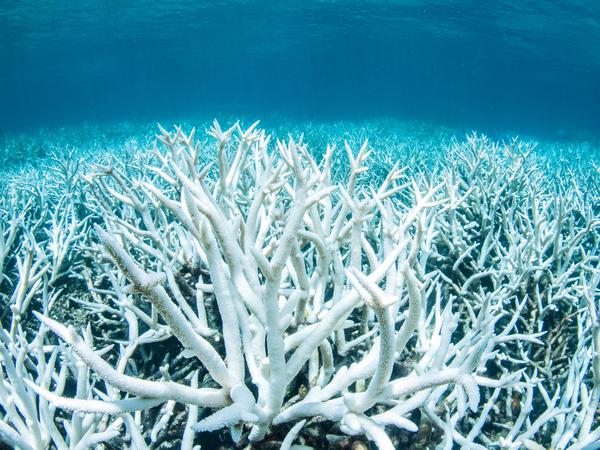 „Völlig fahl und weiß“: So muss die ausgebleichte Korallen ausgesehen haben, die  Diana Kleine beschreibt. Dieses Bild wurde allerdings am 20. Februar 2017 am australischen Great Barrier Reef in der Nähe von Port Douglas fotografiert.