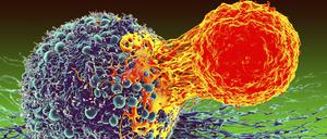 Erkennt eine T-Zelle eine Krebszelle, aktiviert sie ein Killerprogramm und die Krebszelle wird abgetötet. 