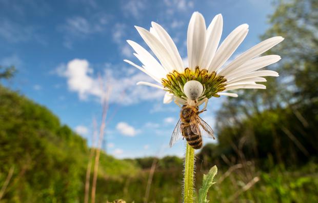 Lucien Harris Foto von einer weißen Veränderlichen Krabbenspinne und einer Honigbiene wurde im englischen Devon aufgenommen. „Dieses Foto entstand auf einem Stück Land entlang der A30, das lange Zeit unberührt geblieben ist, was es zu einem Paradies für Wildblumen und die dort lebende Tierwelt gemacht hat“, wird der Fotograf zitiert.