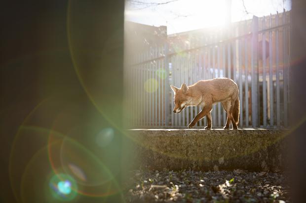Mit dem Foto eines Fuchses in Bristol gewann Simon Withyman in der Kategorie „Urban Wildlife“. „Die Füchsin hatte sich in einem Umspannwerk niedergelassen, nachdem sie aus ihrem elterlichen Revier vertrieben worden war“, so Withyman.