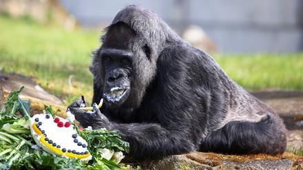 Am Samstag wird die Gorilla-Dame Fatou 67 Jahre alt.