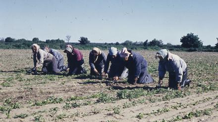 Feldarbeit auf einem Acker der Stadtgüter, um 1960.