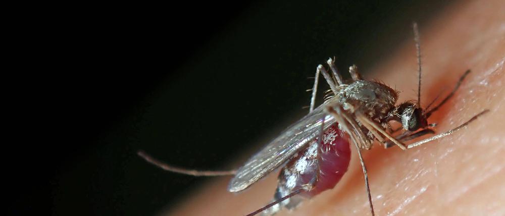 Auch die heimische Stechmücke (Culex pipiens) überträgt das Virus.  