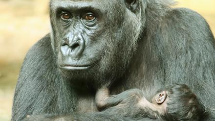 Gorilla-Mutter Djambala mit ihrem Jungen.