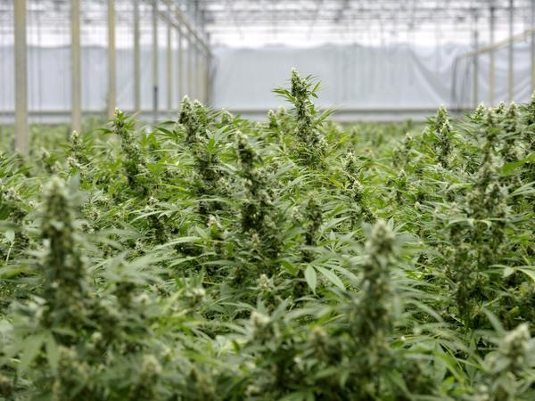 Eine illegale Cannabis-Plantage im niederländischen Drimmelen.