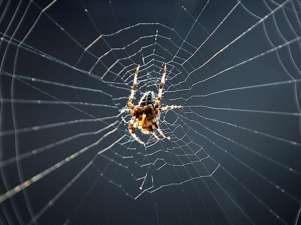 Die Drüse einer Spinne baute eine japanische Forschungsgruppe nun nach.
