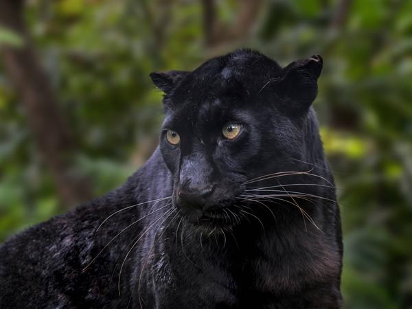 Ein schwarzer Panter ist ein Leopard oder Jaguar, dessen Fell eine durchgehend schwarze Färbung aufweist. 