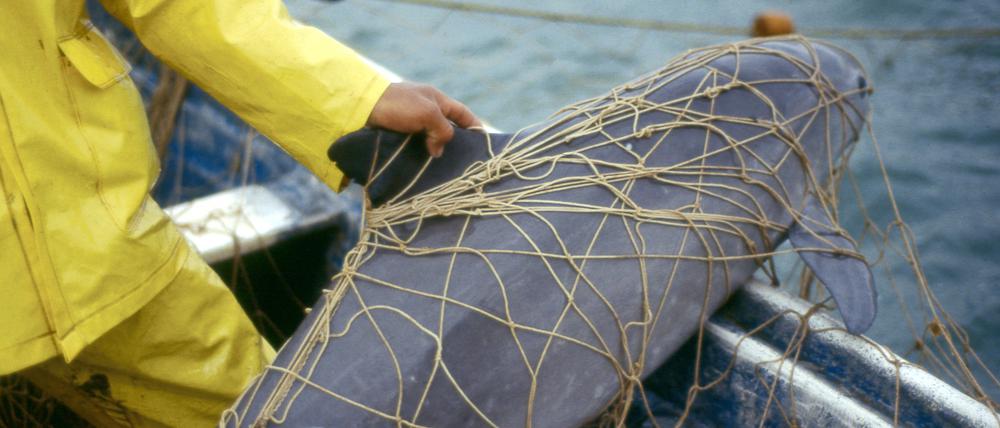 Ein Vaquita, ein Kalifornischer Schweinswal, im Netz eines Fischers. Erstmals in seiner Geschichte warnt der wissenschaftliche Ausschuss der Internationalen Walfangkommission (IWC) vor dem Aussterben einer Art. Im Golf von Kalifornien in Mexiko gebe es nur noch etwa zehn Exemplare des Kalifornischen Schweinswals, teilte die IWC am Montag mit.