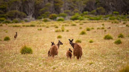 Auf der Insel leben die endemischen Kangaroo-Island-Kängurus, die eine gedrungene Statur und ein dunkelbraunes Fell haben.