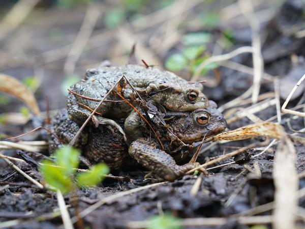 Erdkröten gehören zu den ersten Amphibien, die im Jahresverlauf nach dem Winter wieder aktiv werden und Laichgewässer aufsuchen.