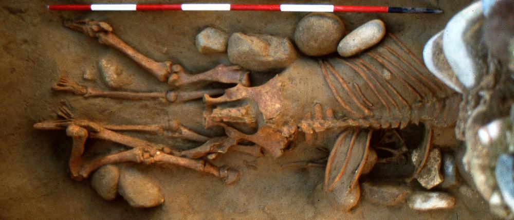 Das Foto zeigt Grab Nummer 46 mit einem liegenden Pferd, das über einer erwachsenen Frau begraben wurde. 