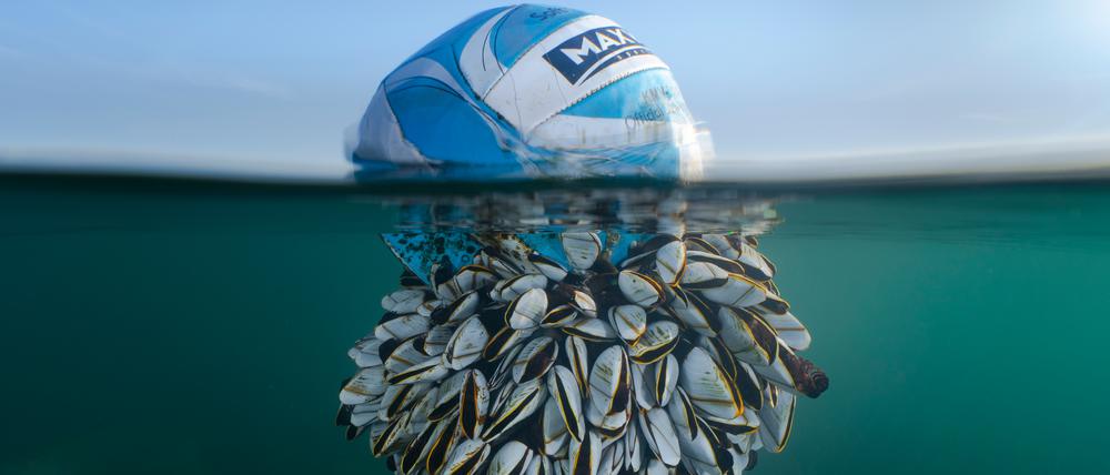 Ein Fußball, der im Ozean schwimmt, und zur Hälfte von muschelartigen Krebsen bedeckt ist. Fotografiert von dem diesjährigen Gewinner der British Wildlife Photography Ryan Stalker.