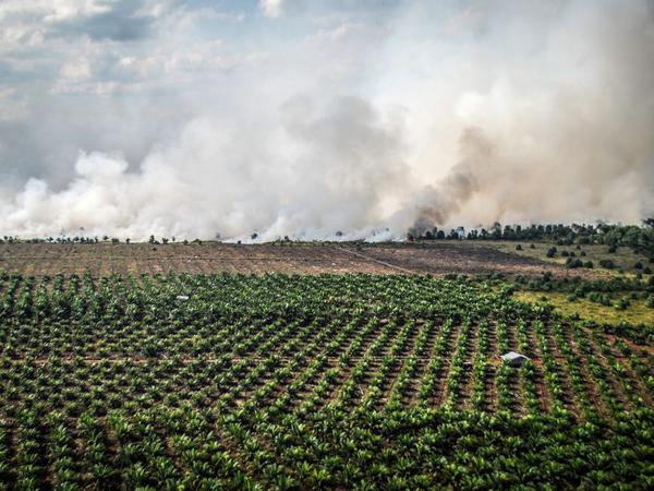 2015 änderten große Brände auf trockengelegten Moorböden in Indonesien die Politik im Sinne des Moor- und Klimaschutzes.
