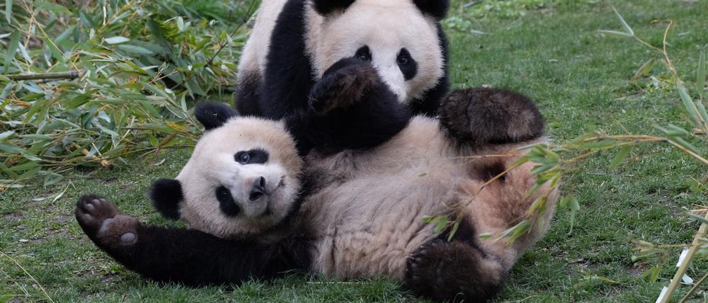 Die beiden jungen Pandas Pit und Paule im Zoo Berlin spielen ausgelassen miteinander in ihrem Gehege. +++ dpa-Bildfunk +++