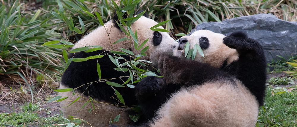 Ihre Geburt war eine Sensation: Die beiden jungen Pandas Pit und Paule im Zoo Berlin spielen ausgelassen miteinander in ihrem Gehege.