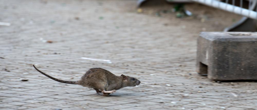 Eine Ratte läuft davon, aufgeschreckt durch die Aufräumabeiten der Stadtreinigung. 