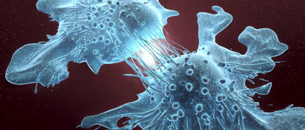 Illustration von sich teilenden Krebszellen. Krebszellen sind in der Lage, sich unkontrolliert zu teilen, und weisen im Vergleich zu gesunden Zellen oft unregelmäßige Formen und Größen auf (Illustration).