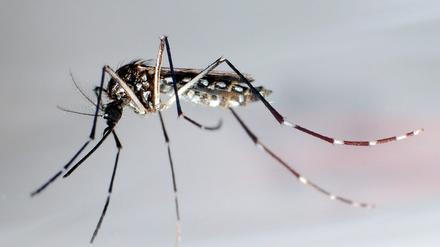 Eine Stechmücke der Art «Aedes aegypti» - auch «Stegomyia aegypti». Die Gelbfiebermücke, Denguemücke oder Ägyptische Tigermücke überträgt verschiedene Krankheiten, darunter auch das Denguefieber.