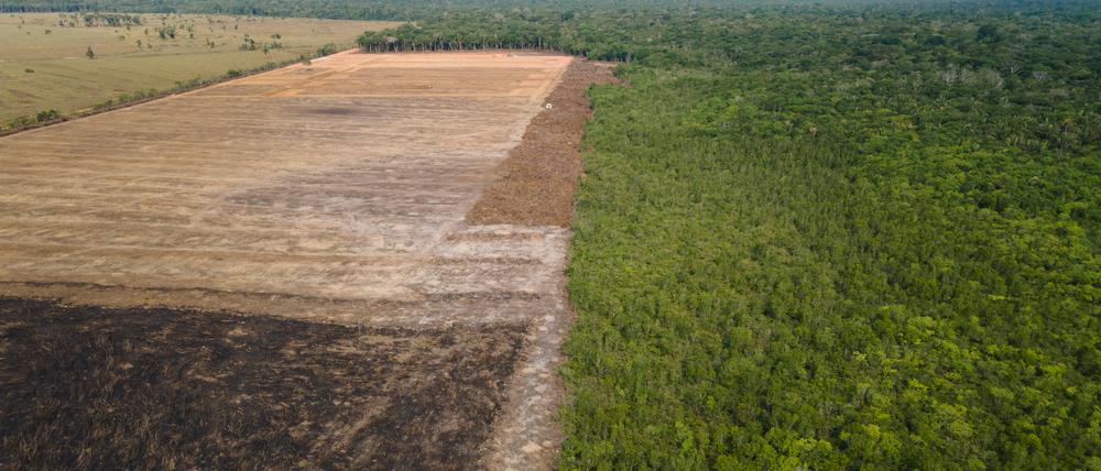 Das Luftbild zeigt eine verbrannte und abgeholzte Fläche im Amazonas-Gebiet.
