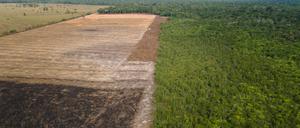 Das Luftbild zeigt eine verbrannte und abgeholzte Fläche im Amazonas-Gebiet.