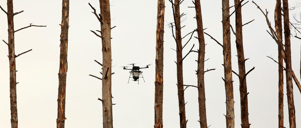Neuer Wald aus der Luft: Saatgutabwurf per Drohne soll Wiederaufforstung nach Waldbrand befördern.