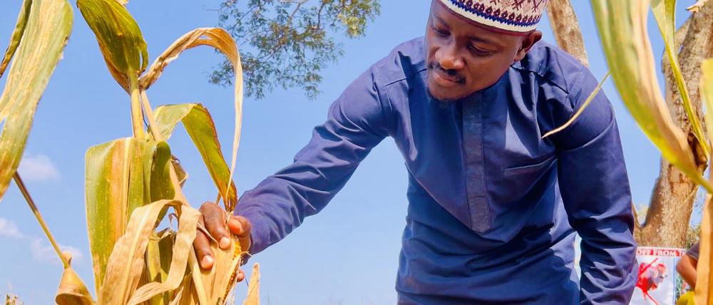Salman Abdulhakeem prüft die Ernte auf der Farm der Frauen in Omu-Aran in Kwara.  