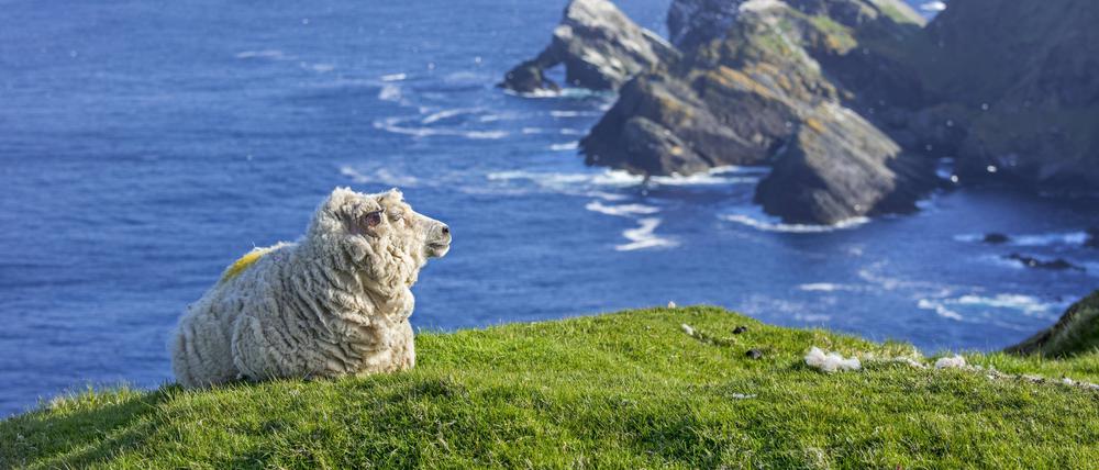 Das als „einsamstes Schaf Großbritannien“ bezeichnete Tier hatte sich an eine Steilküste entlang des Meeresarms Cromarty Firth in den schottischen Highlands verirrt.