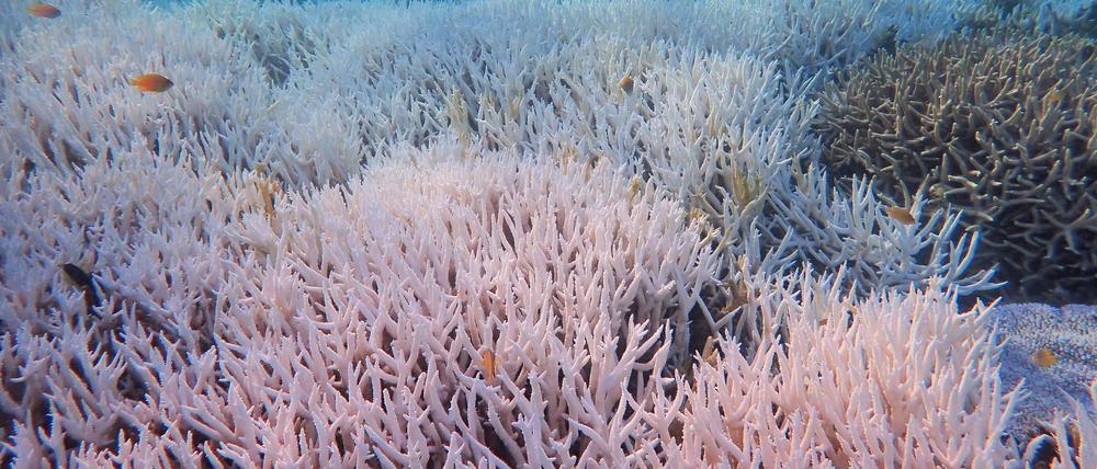 Gebleichte Korallen stehen bei Heron Island vor Queensland. Im Great Barrier Reef zeigt sich auf neuesten Bildern ein schwere Korallen-Bleiche, die Schäden auf einer Länge von mehr als 1100 km zeigen.