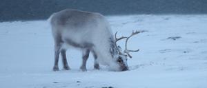 Ein Spitzbergen-Rentier (Rangifer tarandus platyrhynchus, englisch Bezeichnung Svalbard reindeer) sucht in der Nähe von Longyearbyen im Schnee nach Futter. Die ausschließlich auf der Inselgruppe Spitzbergen vorkommenden Tiere sind eine Unterart des Rentiers. 
