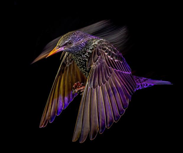Mark Williams gewann in der Kategorie „Animal Portraits“ mit diesem Foto eines Staren (Sturnus vulgaris). „Mein Ziel war es, die Bewegungen und Flugmuster einzufangen und gleichzeitig die feinen Details der Vögel zu bewahren“, so Williams.