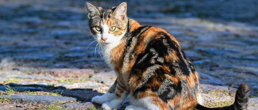 Eine noch junge Katze ist auf einer Dorfstraße zu sehen. Streunende Katzen werden in Brandenburg offenbar zum Problem. Tierheime sind zunehmend am Limit, können kaum noch Katzen aufnehmen. Forderungen nach schärferen Regelungen werden lauter.