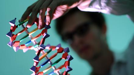 Ein DNA-Modell zeigt die Doppelhelix-Struktur des Erbgutmoleküls.