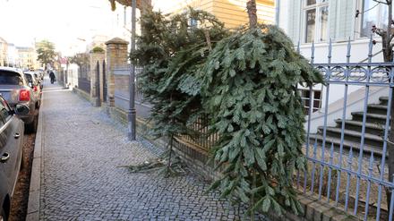 Die App Tiptapp will die gute Berliner Tradition der Weihnachtsbaumentsorgung im öffentlichen Straßenland auf den Kopf stellen. 