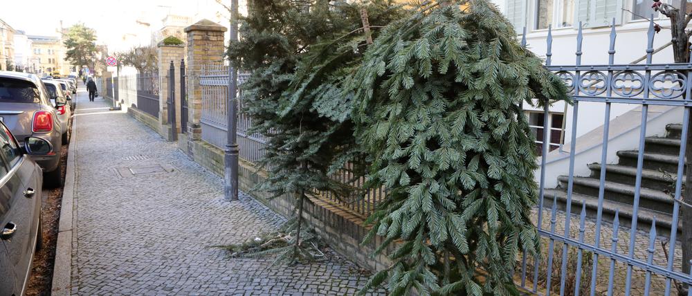 Die App Tiptapp will die gute Berliner Tradition der Weihnachtsbaumentsorgung im öffentlichen Straßenland auf den Kopf stellen. 
