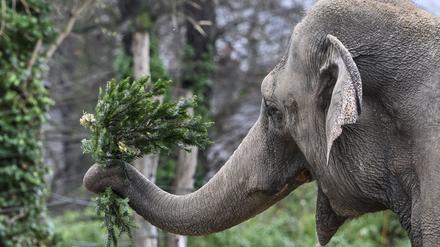 Ein asiatischer Elefant spielt bei der jährlichen Weihnachtsbaumfütterung im Berliner Zoo mit einen Tannenbaum. Nicht verkaufte Weihnachtsbäume werden traditionell an die Zootiere verfüttert. Foto: Jens Kalaene/dpa
