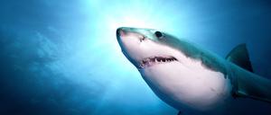 Weiße Haie (Carcharodon carcharias) sind mit maximal sieben Metern Länge die größten Raubfische der Welt. 