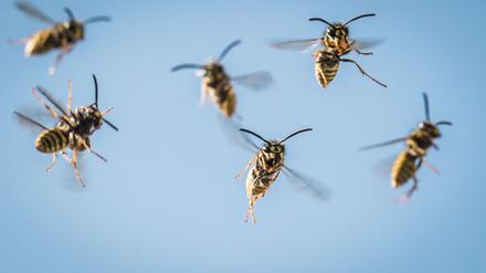 Die Wespen kommen! Im frühen Herbst gibt es die meisten Wespen: hier die Deutsche Wespe mit der ankerförmigen Zeichnung auf der Stirn. 