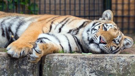 Locker bleiben! Tiger Diego ist Menschen gewohnt und zeigt sich entspannt, wenn Besuch kommt. 